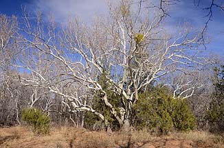 Sycamore Tree, Red Rock State Park, February 9, 2012